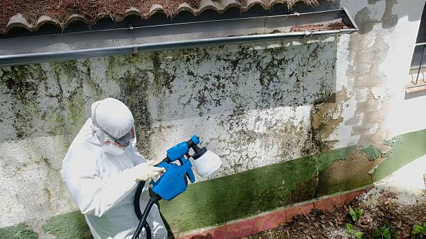 Trusted Black Mold Removal service in Fort Knox, KY - Cheap Mold Removal